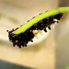 ジャコウアゲハ　幼虫