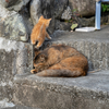 深島のねこさん