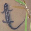シリケンイモリ、シオカラトンボ