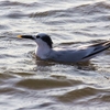 サンドイッチアジサシ(Sandwich Tern)とユウガアジサシ(Elegant Tern)