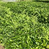 茶の木たちの草引き