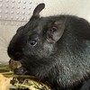 くろごまあん二世 211日目