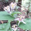 土岳　ホトトギスの花など