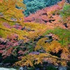 紅葉2015　　