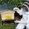 イギリスから始った「世界ミツバチプロジェクトWorld Bee Project」