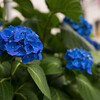  #αアンバサダー α7 と ZEISS の Sonnar T* FE 55mm F1.8 ZA 使ってみました