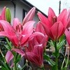 花の続き３２