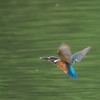 カワセミ