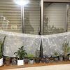 そろそろ来る夏の直射日光が観葉植物にやばそうと思ったからレースのカーテンとか１００均で調達して設置したけど結局雨戸を半分閉めようかと思いました