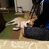 タイプ別柴犬