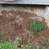 マツバギク、セダムを地植え 他