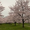 今年も桜が咲きました　2022