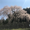 岐阜県観光大使の桜情報～茶畑と一本桜～