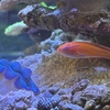 ヒメシャコガイに再挑戦
