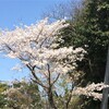 地震から一年後に。