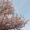 桜が咲き始めました