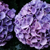 日々の写真 2024 vol.7／東京郊外の紫陽花を少しだけ