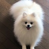 美容院へ行って来た（🐶）