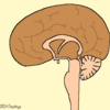 【33】間脳視床下部と脳下垂体