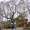 昨日は法勝寺の桜を