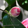 山茶花のつぼみ