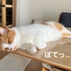 さすがに暑いのでエアコンON！猫のみなさん一斉に暖かい場所へ移動w