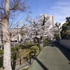 古川親水公園で桜を見る