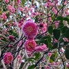 紅梅