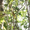 オウギタイランチョウ Royal Flycatcher
