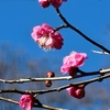 🌸小石川後楽園の梅🌸