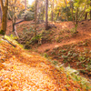 赤朽葉色の絨毯：寺家公園