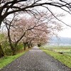 ジョギングで藤古川の桜並木を愛でる【2021年版】