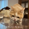 雨田甘夏、健康管理です。【猫と食事と空腹事情】