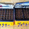 ブロッコリー・カリフラワー発芽！桜を見に！