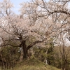 庚申塚の山桜・・