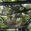【藤の名所】国領神社の藤を見に行きました