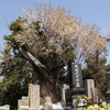 【かすみがうら市】千代田町の山桜・・