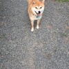いざ決戦。最強柏さんに勝利してGWを薔薇色に