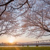 大野川の桜🌸スペシャルステージ
