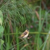 Black-headed Weaver ズグロハタオリ