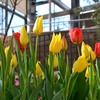 Part 3　新潟県立植物園に行ってきました（チューリップ展）