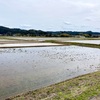 開花宣言はまだだけど…