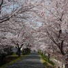 井原堤の満開の桜並木！毎年ゆったりと見に来たい桜のトンネル（岡山県井原市）