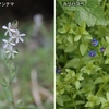 花粉舞う 東京行きは 命がけ。