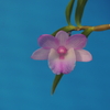 Dendrobium lankaviense