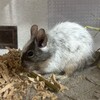 しろごまあん1223日目