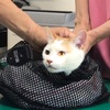 猫も検査