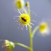 Drosera stricticaulis