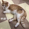 雨田甘夏、伝え方です。【猫とおもちゃと今じゃない事情】