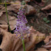 ツルボの香り　蔓穂　Scilla scilloides